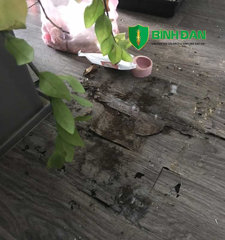 Phơi nắng đồ gỗ để tiêu diệt mối mọt 1 Phơi nắng đồ gỗ để tiêu diệt mối mọt 1